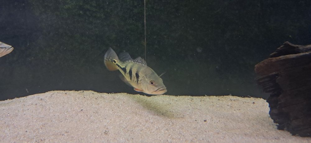 Vendo 4 especies de cichlas