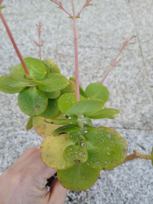 Suculentas enraizadas