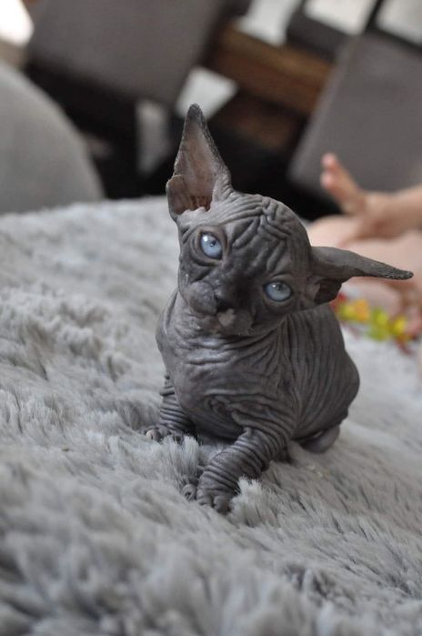 Kot sfinks niebieskie oko