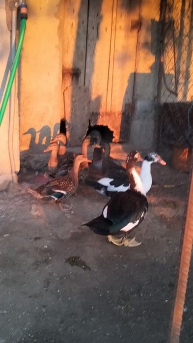 Patos bravos macho
