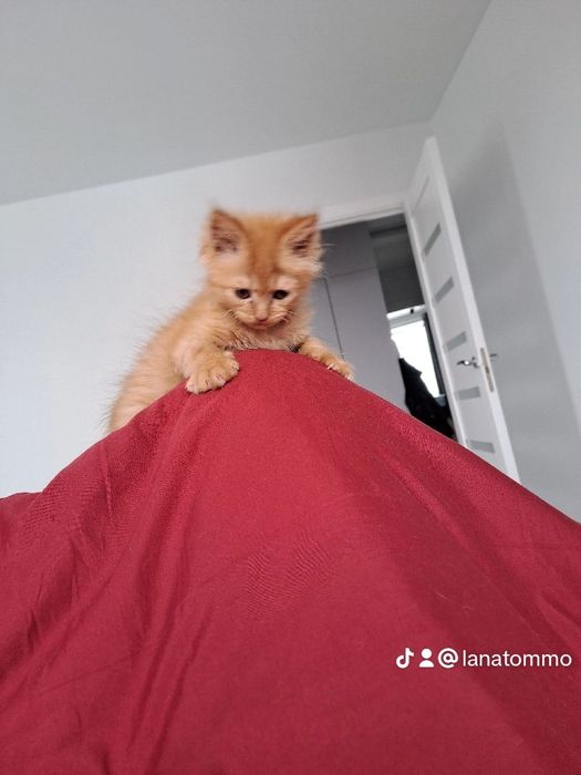 Кошеня, дівчинка, 3,5 місяці