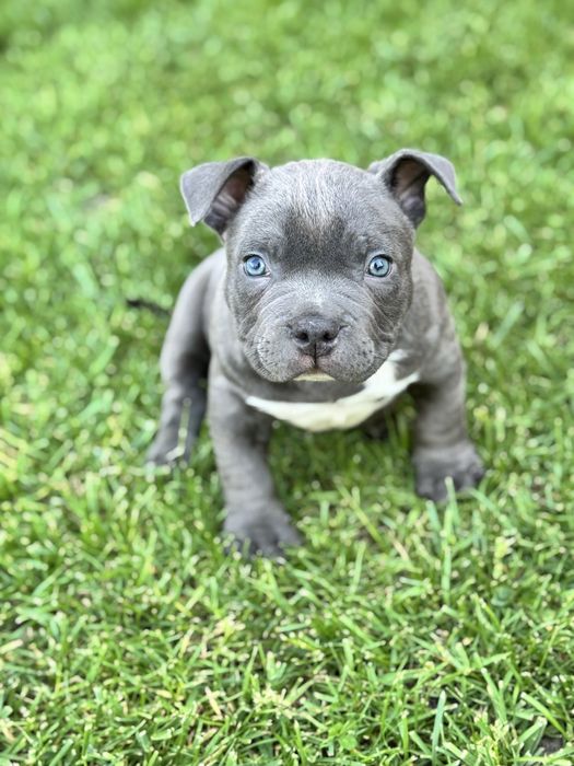 American bully pocket, чудові діти крутих батьків. Бронь !
