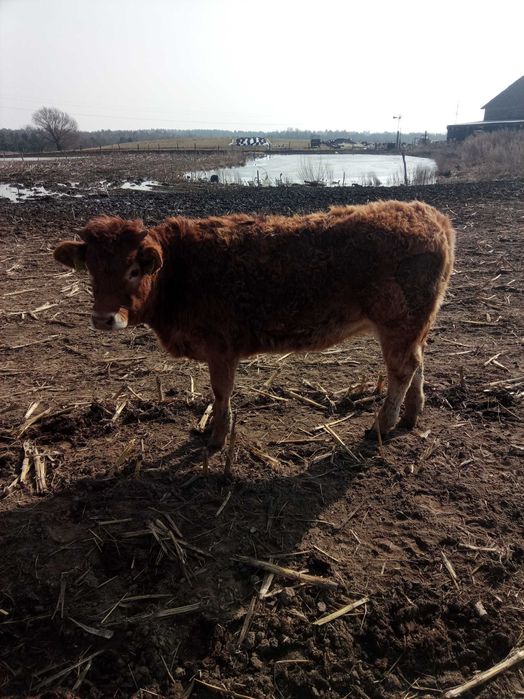 Jałówki mięsne limousine