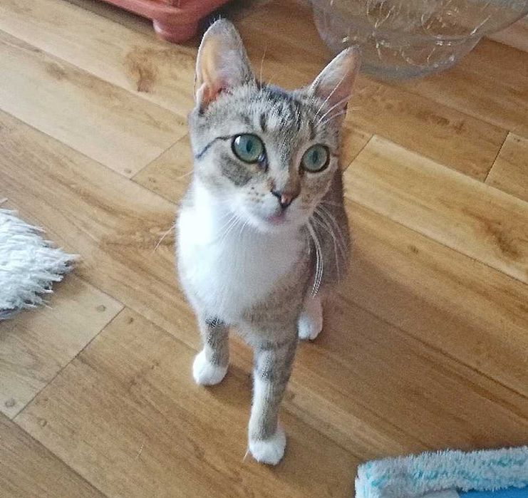 Majeczka - śliczna, 1,5-roczna, wysterylizowana