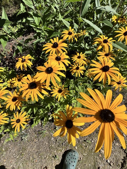 Sadzinki rudbekia, dzwonki ogrodowe