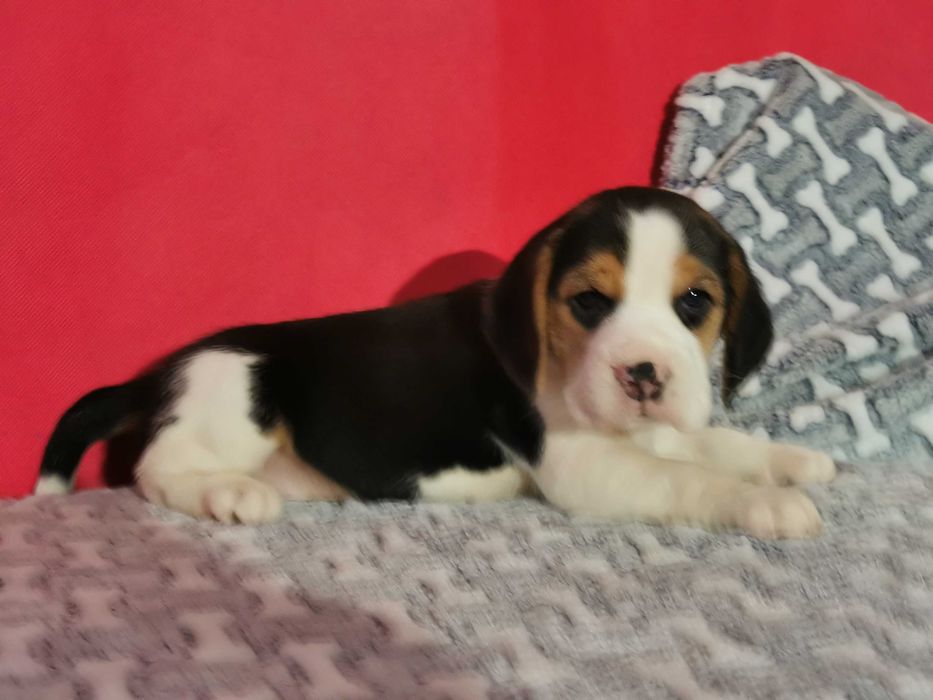 Beagle piękny piesek 8 tygodni