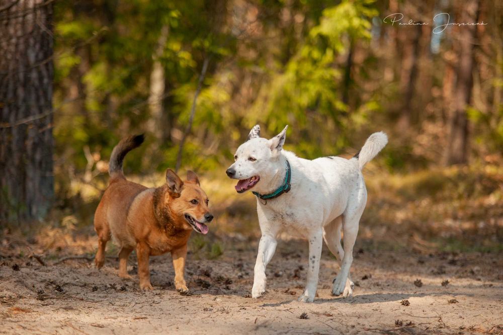 Nord - ten świetny pies czeka na Ciebie...
