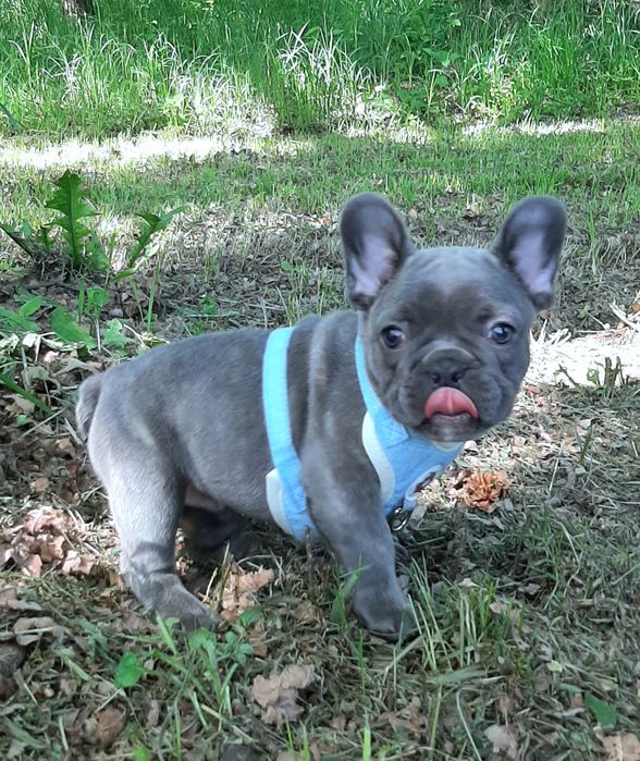 Buldog francusk piesek
