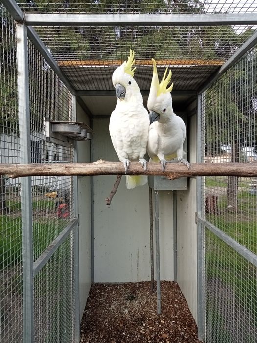 Casal de Cacatuas Sulphureas