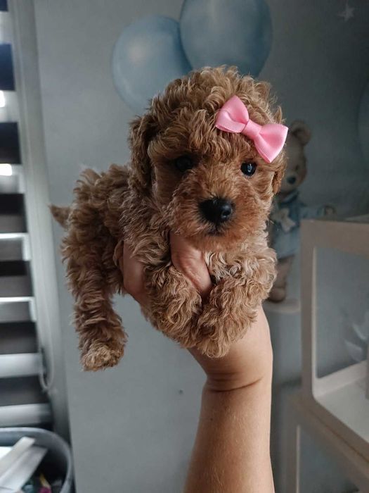 Maltipoo F1 śliczna suczka