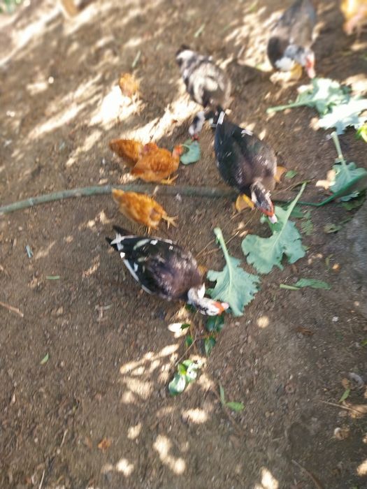 Vende-se 5 patos machos