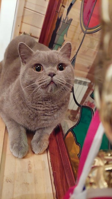 Kocurek brytyjski krótkowłosy liliowy po utytułowanych rodzicach !