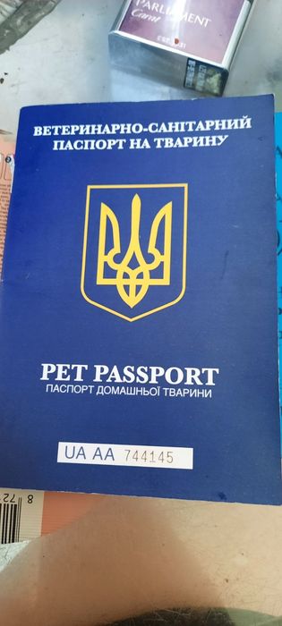 Канадский сфинкс для вязки