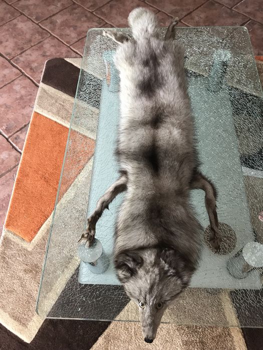 Lis srebrny cały, szal, wyprawiony, bardzo ładny