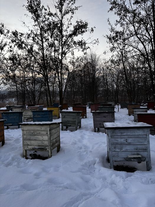 Ule wielkopolskie z pszczołami