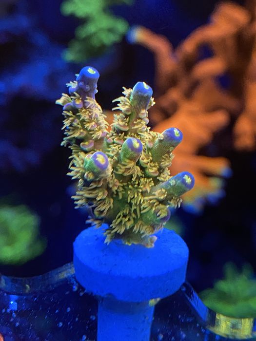 Морские кораллы морской аквариум