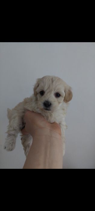 Maltipoo suczka kremowa