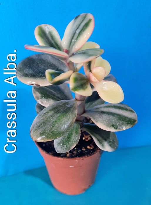 Рiдкiснi, колекцiйнi красули, грошовi дерева, сукуленти.