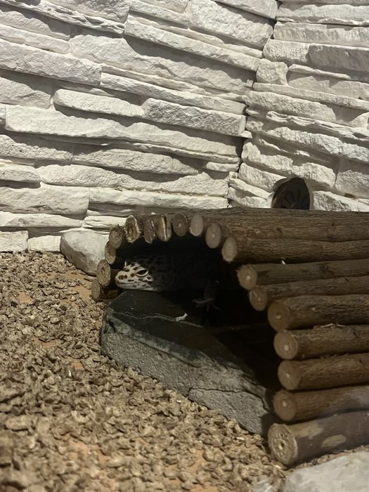 Gekon Lamparci plus terrarium