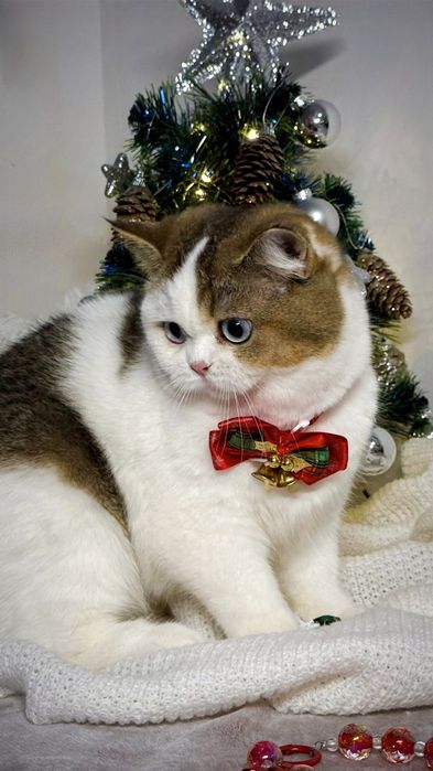 Brytyjska  niebieskooka  fy 03 61 DBE