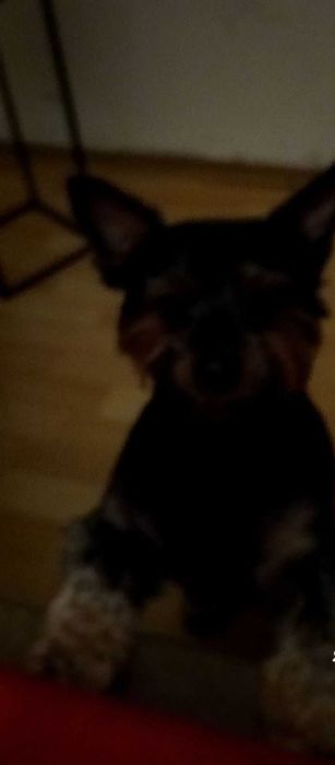 Oddam suczkę York w dobre ręce