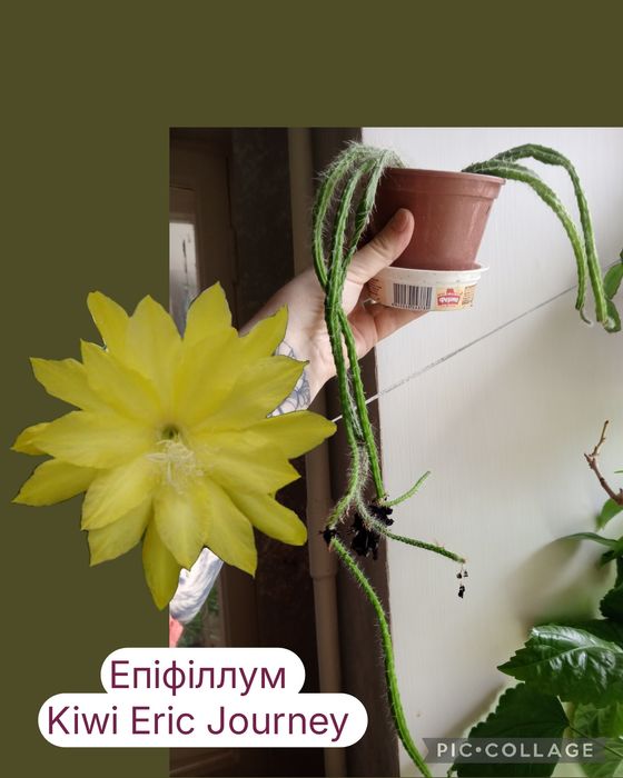 Епіфіллум King Midas. Фікус. Хавортія. Алое