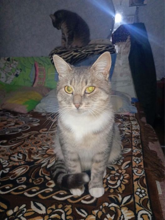 котик безкоштовно