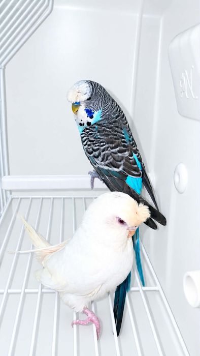 Casal de periquitos de poupa reprodutor
