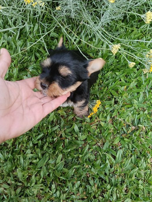 Yorkshire Terrier macho