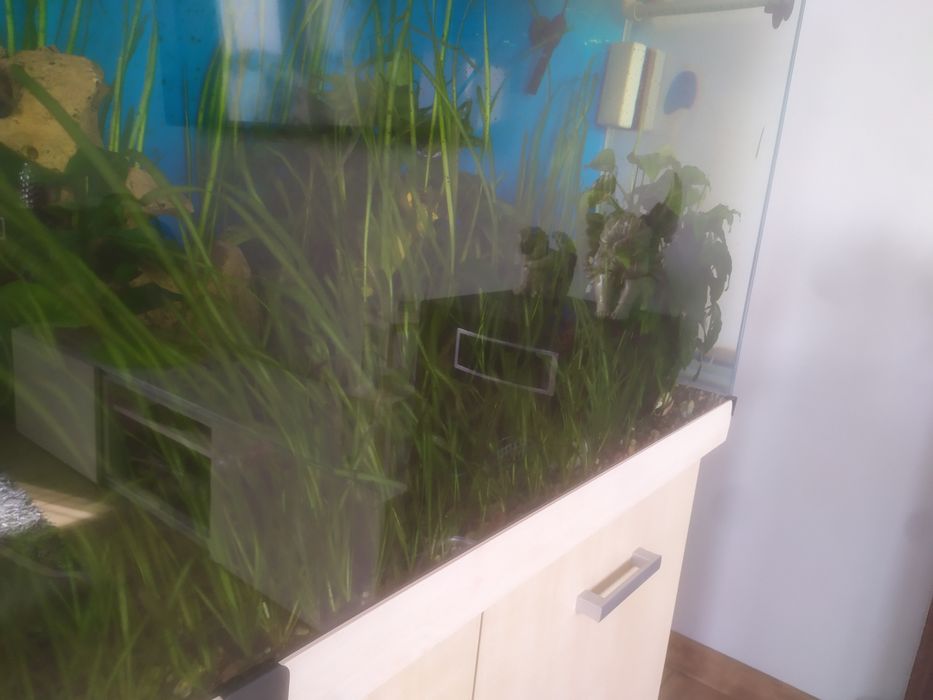 Rośliny z przecinki trawa anubias