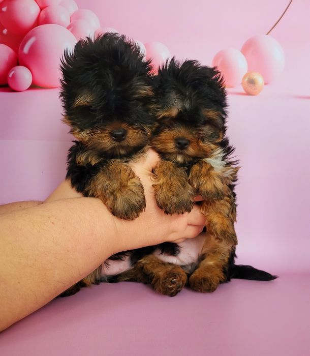 Мини йорки супер щеночки