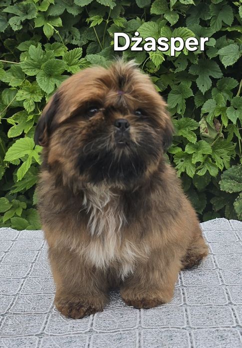 Piesek Shih tzu ZKWP
