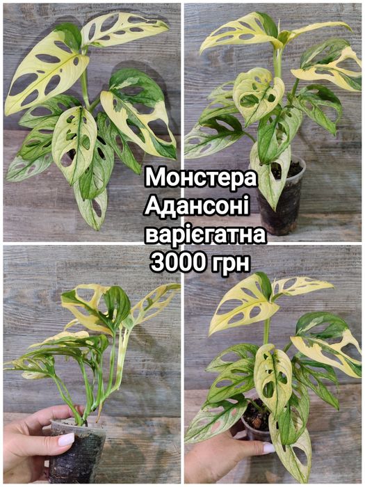 Монстера Адансонії варіагатна, Monstera Adansonii variegata