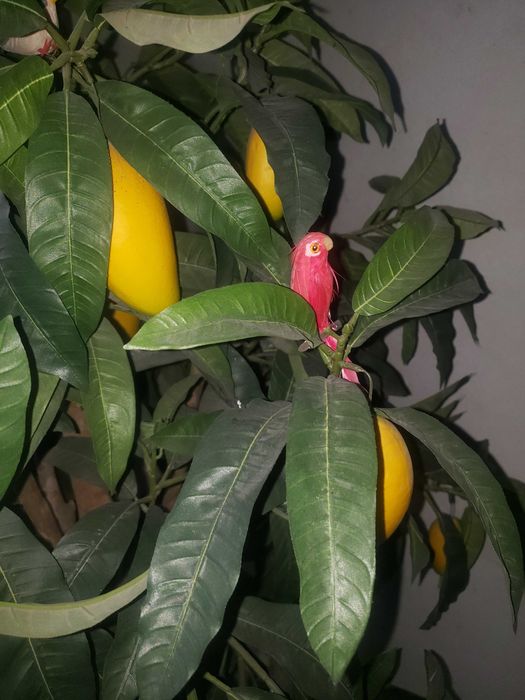 Штучне тропічне дерево-манго