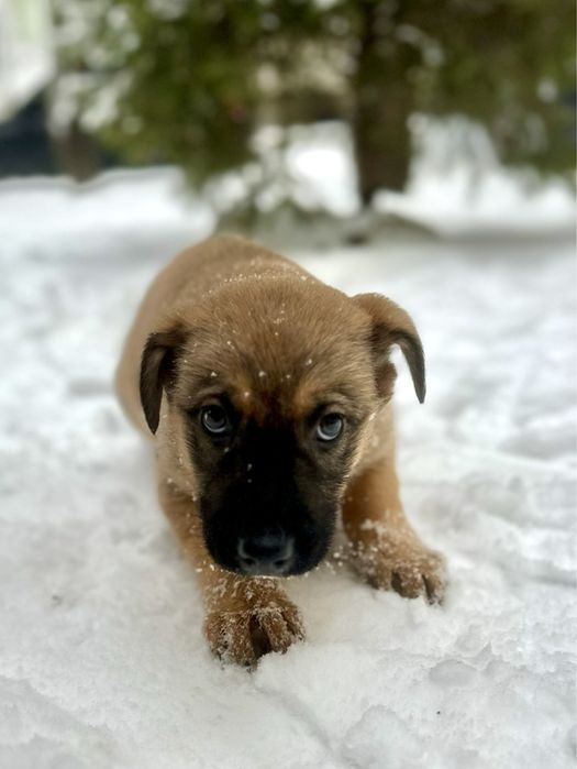Чудове цуценятко із щепленнями!!!
