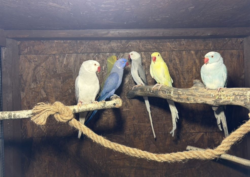 Aleksandretta obrożna