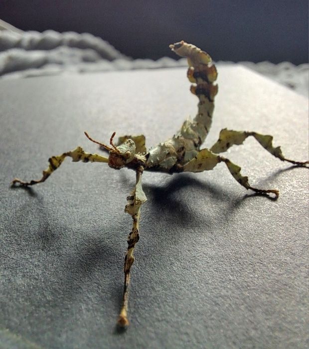 Straszyk australijski / Extatosoma tiaratum