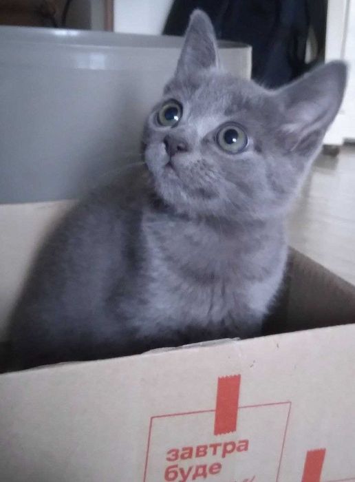 Кошеня російської блакитної породи (10 тижнів, 17.10.2025)