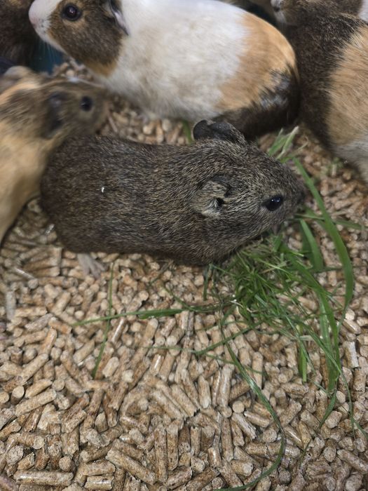 Świnki morskie możliwość bezpłatnego dowozu samice i samce