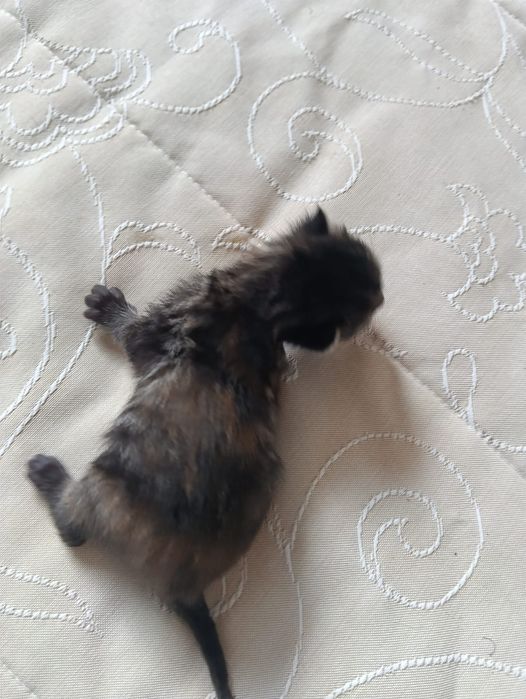 Gatinhas fofinhas para doar
