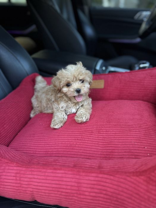 Малюки мальтипу