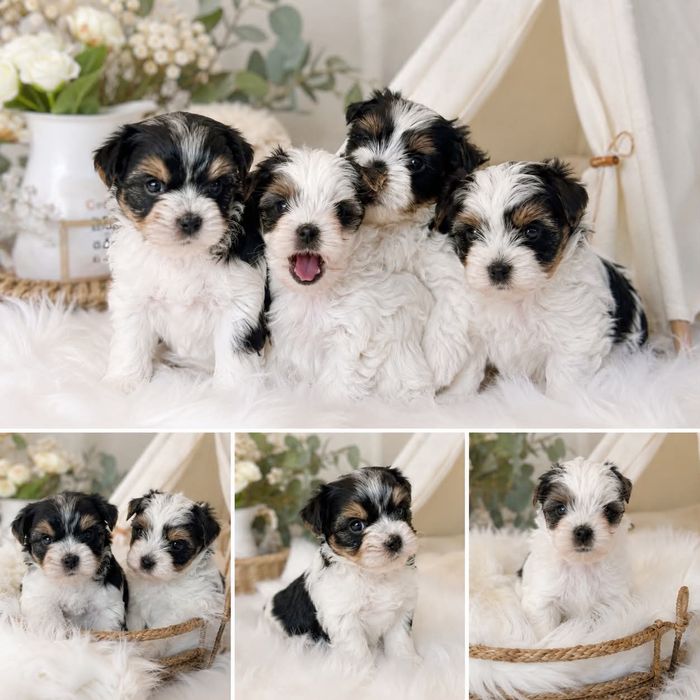 Biewer yorkshire terrier