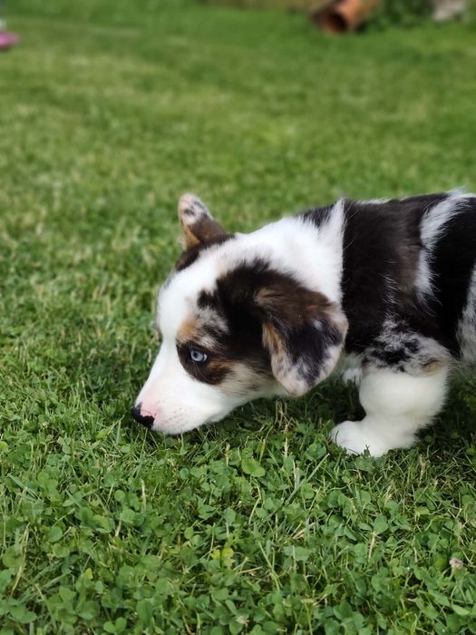 Welsh Corgi Cardigan Marty ( fluffy )