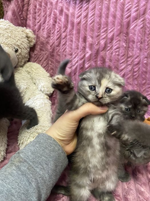 Шотландські весловухі кошенята