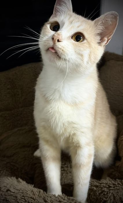 котик в добрі руки