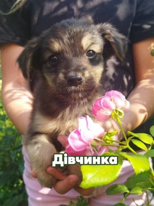 Цуценята гарні руки