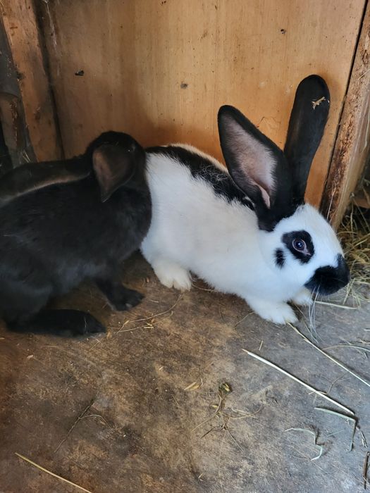 Króliki kalifornijskie burgundy barany francuskie srokacze i mieszańce
