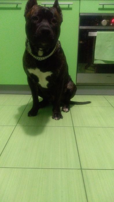 Вязка. Шикарний хлопчик СТАФ для вязки!