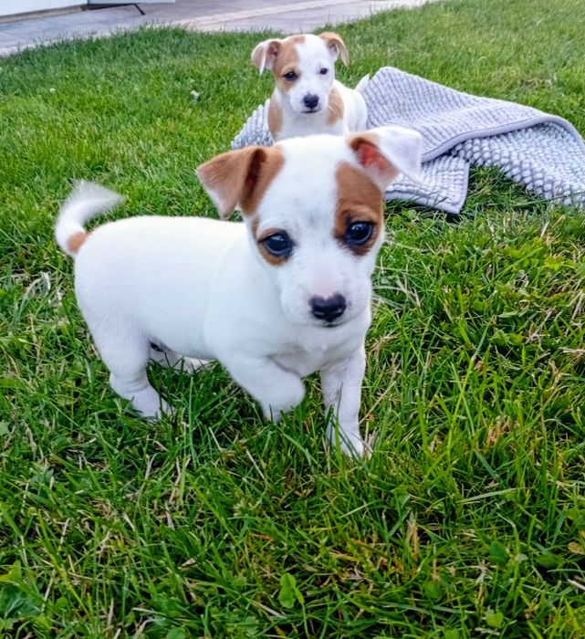 Pieski Jack Russell Terrier