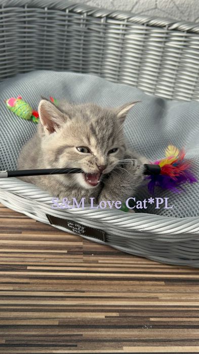 kot Brytyjski krótkowłosy Pręgowany Tygrys - Blue Tabby FPL